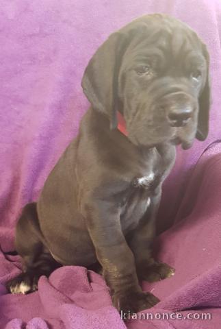 Magnifique et adorable chiot dogue allemand