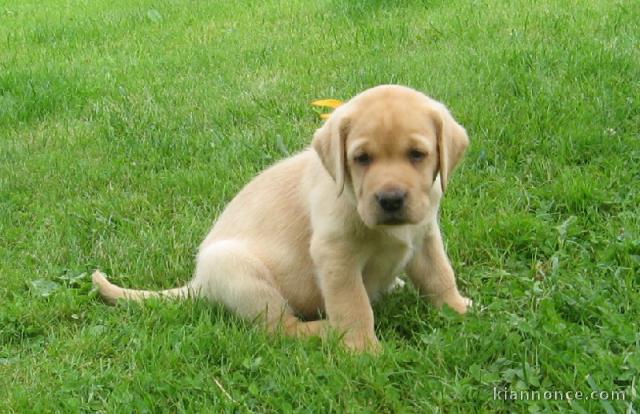 Magnifique et adorable chiot labrador