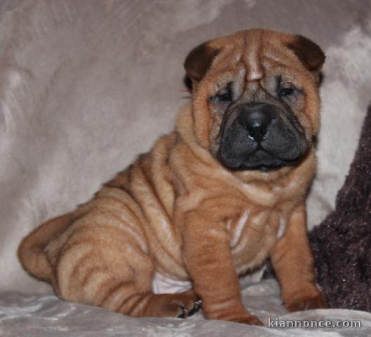 Magnifique et adorable chiot shar-pei