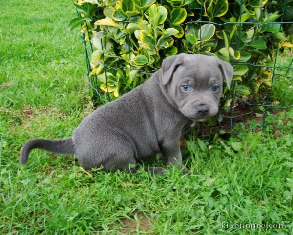 Magnifique et adorable chiot american stafforshire bull