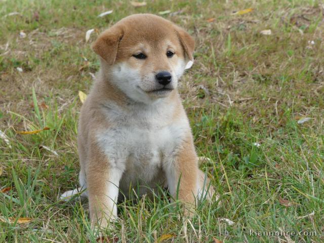 Chiots shiba inu lof de couleur fauve