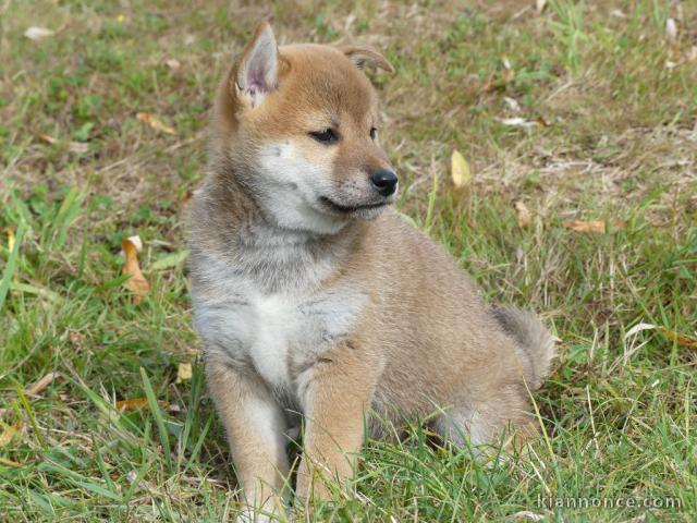 Sublimes Chiots Shiba Inu Pure Race