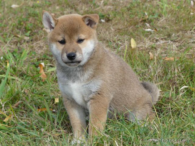 Sublimes Chiots Shiba Inu Pure Race