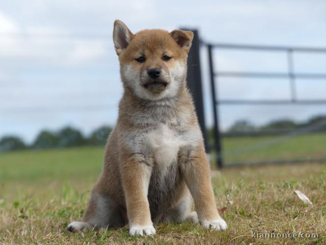 Sublimes Chiots Shiba Inu Pure Race