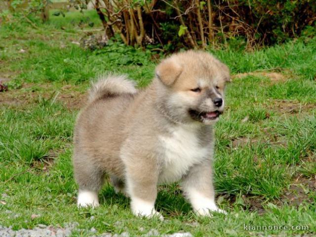 adorable chiot akita inu