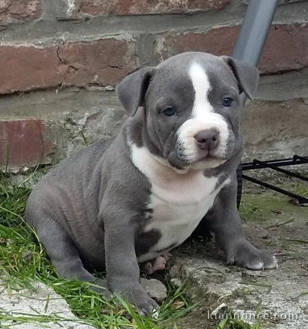 adorable chiot american bully