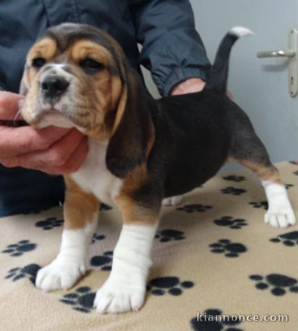 adorable chiot beagle