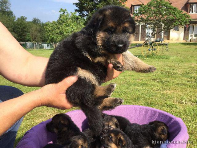  adorable chiot berger allemand 