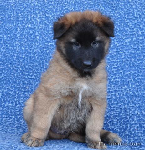 adorable chiot berger belge