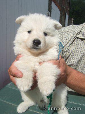 adorable chiot berger blanc suisse 