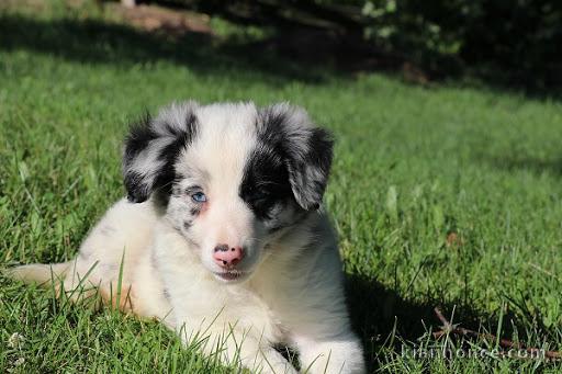  adorable chiot border collie