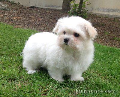 adorable chiot bichon maltais