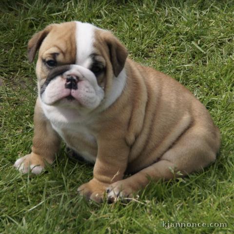 adorable chiot bulldog anglais