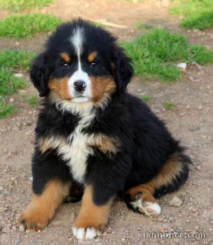 adorable chiot bouvier bernois