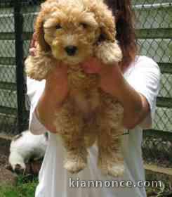 Magnifique et adorable caniche 