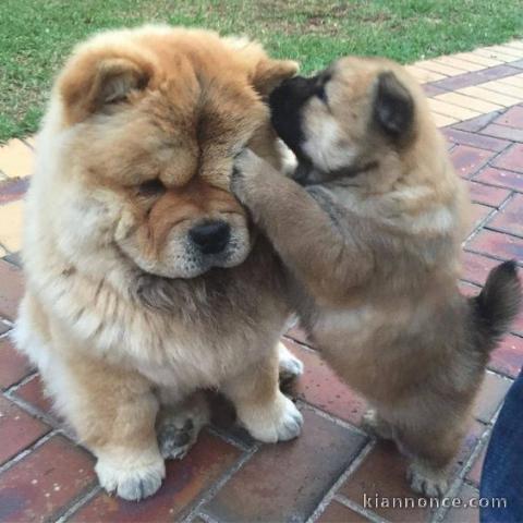 chiot chow chow a donner