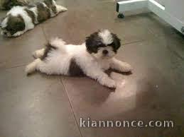 chiot shih tzu a donner