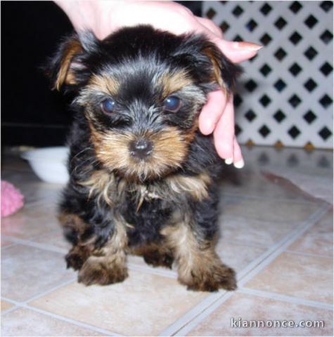 chiots yorkshire a donner