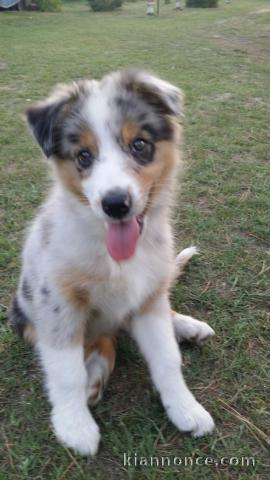 chiots berger australiens a donner