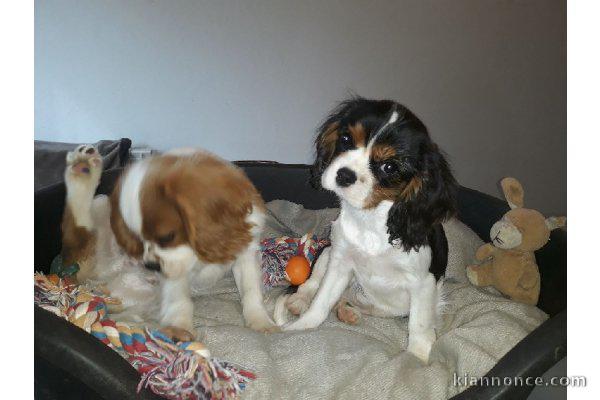 bebe cavalier king a donner