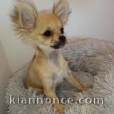 chiots chihuahua a donner