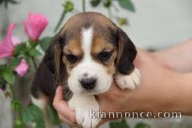 chiot beagle a donner