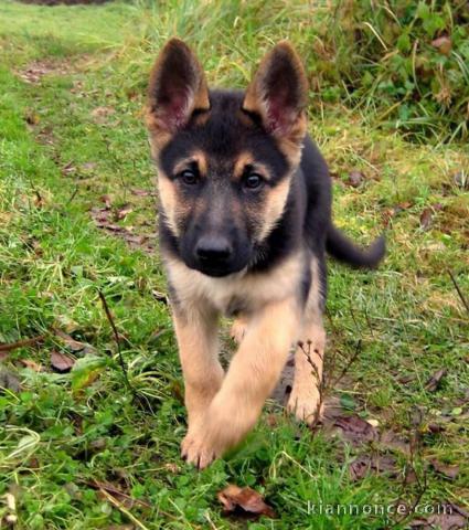 chiot berger allemand a donner