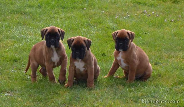 beau chiot boxer a donner