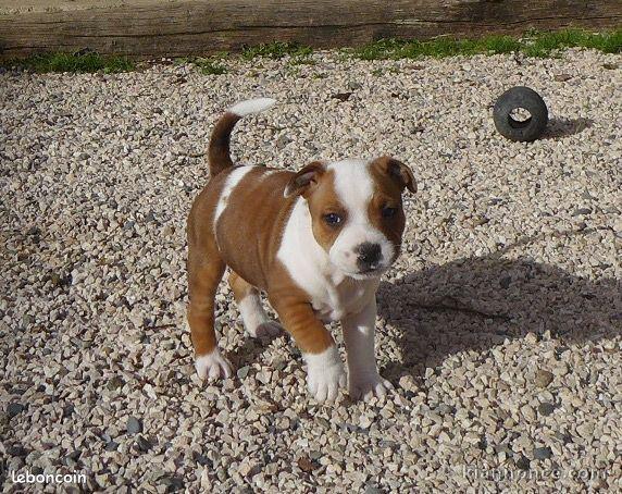 chiots staffordshire a donner