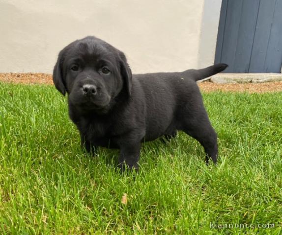 chiots labrador a donner