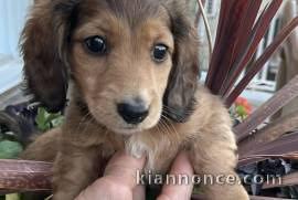 adorable chiots teckel a donner