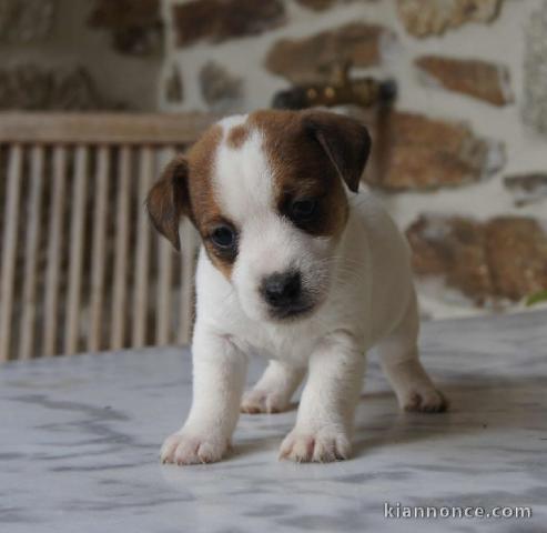 Chiots jack russel femelle/Mâle à adopter