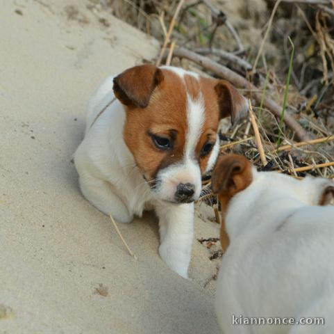 Chiots jack russel femelle/Mâle à adopter