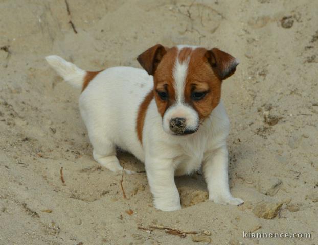 Chiots jack russel femelle/Mâle à adopter