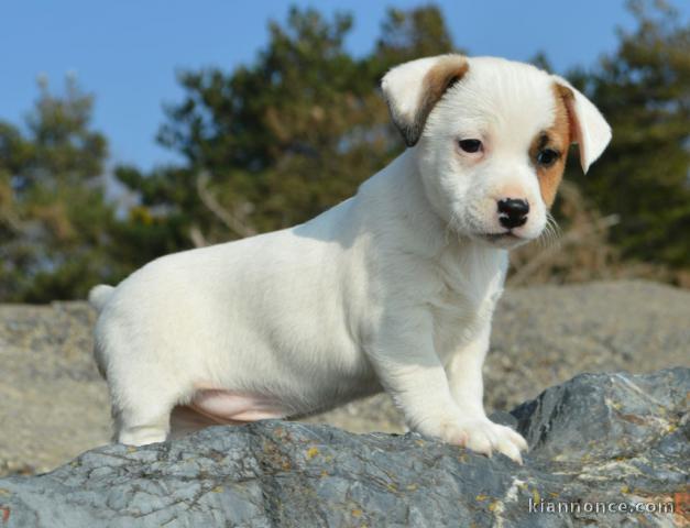 Chiots jack russel femelle/Mâle à adopter