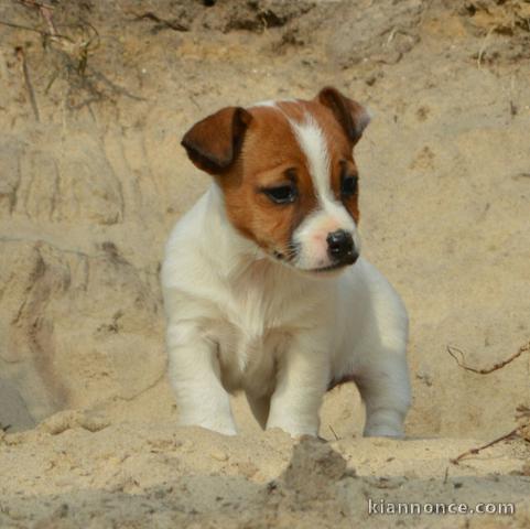 Chiots jack russel femelle/Mâle à adopter