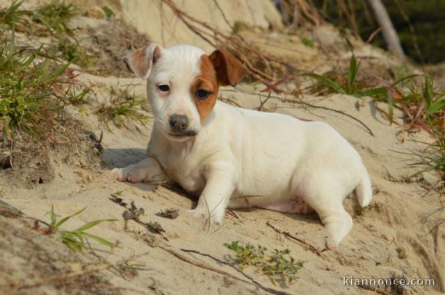 Chiots jack russel femelle/Mâle à adopter