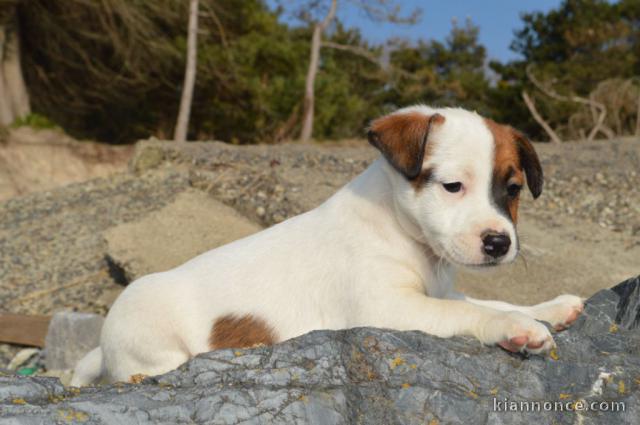 Chiots jack russel femelle/Mâle à adopter