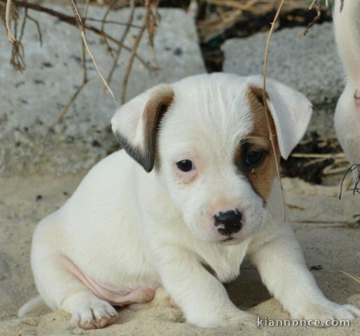 Chiots Jack Russel femelle a donner