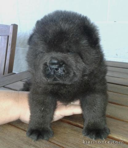 ADOPTION MAGNIFIQUE CHIOTS TYPE CHOW CHOW