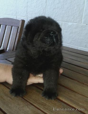 Adorables chiots de race chow-chow disponibles de suite