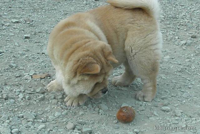 ADOPTION MAGNIFIQUE CHIOTS TYPE CHOW CHOW