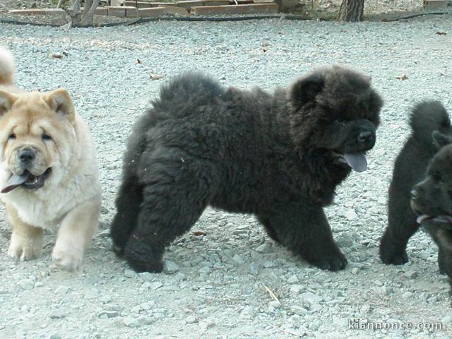 Adorables chiots de race chow-chow disponibles de suite