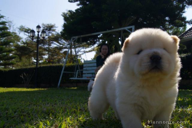 ADOPTION MAGNIFIQUE CHIOTS TYPE CHOW CHOW