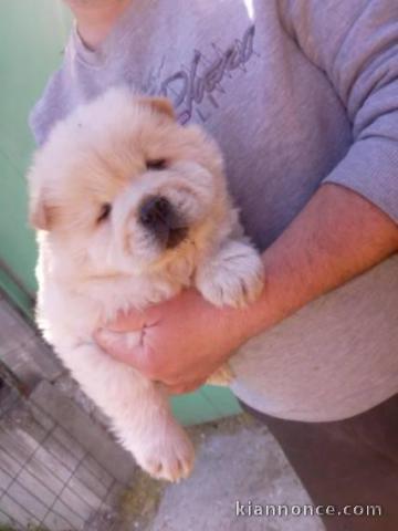 ADOPTION MAGNIFIQUE CHIOTS TYPE CHOW CHOW