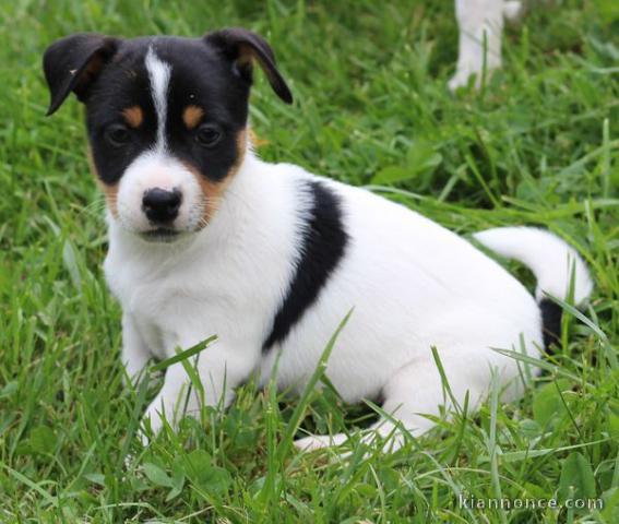 Magnifique et adorable chiot jack russell