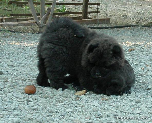 ADOPTION MAGNIFIQUE CHIOTS TYPE CHOW CHOW