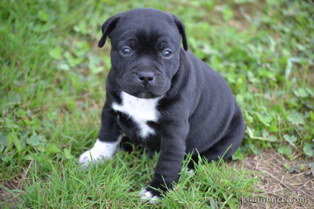 adorable chiot american stafforshire bull terrier