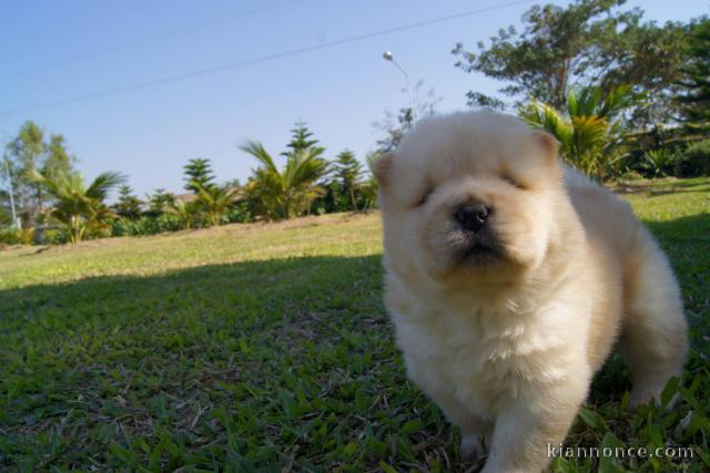 Adorables chiots de race chow-chow disponibles de suite