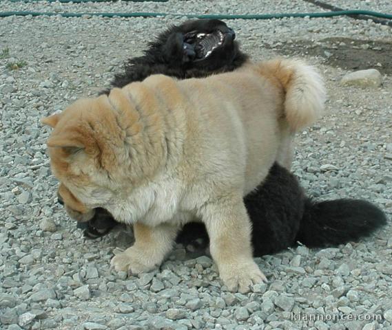 ADOPTION MAGNIFIQUE CHIOTS TYPE CHOW CHOW